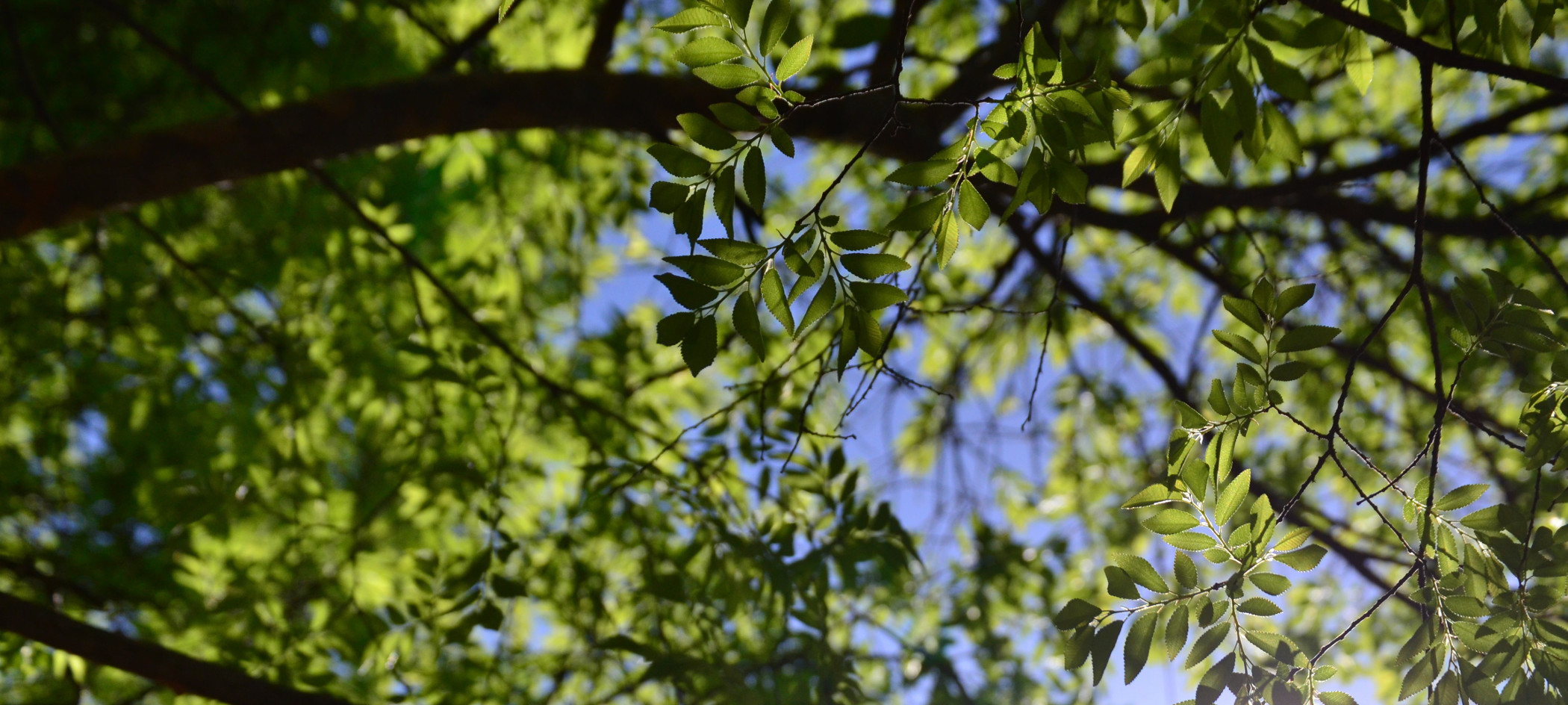 Call Cutwright Tree Service today